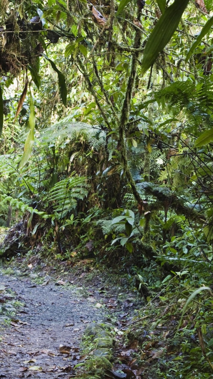 Rain Iphone Forest Background - HD Wallpaper 