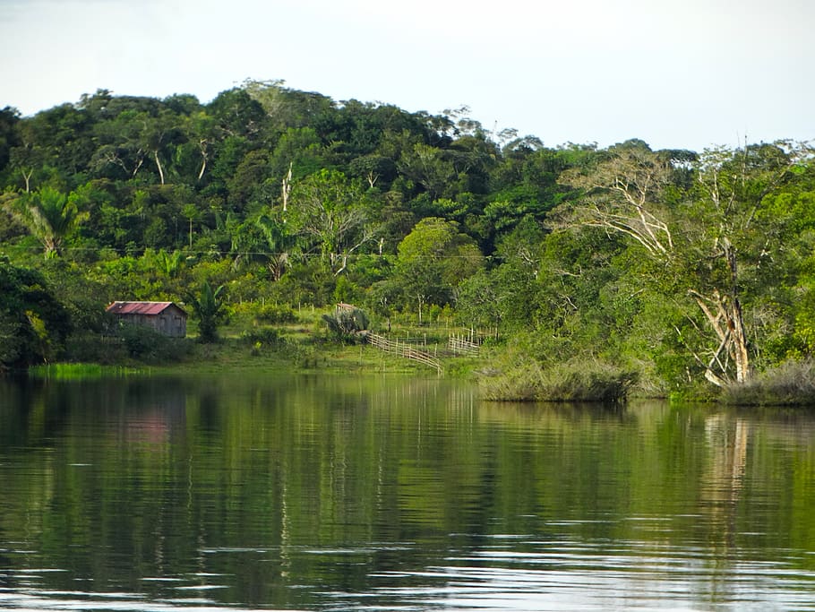 Body Of Water, Nature, Tree, Rio, Wood, Amazon, Amazonas, - Amazonas - HD Wallpaper 