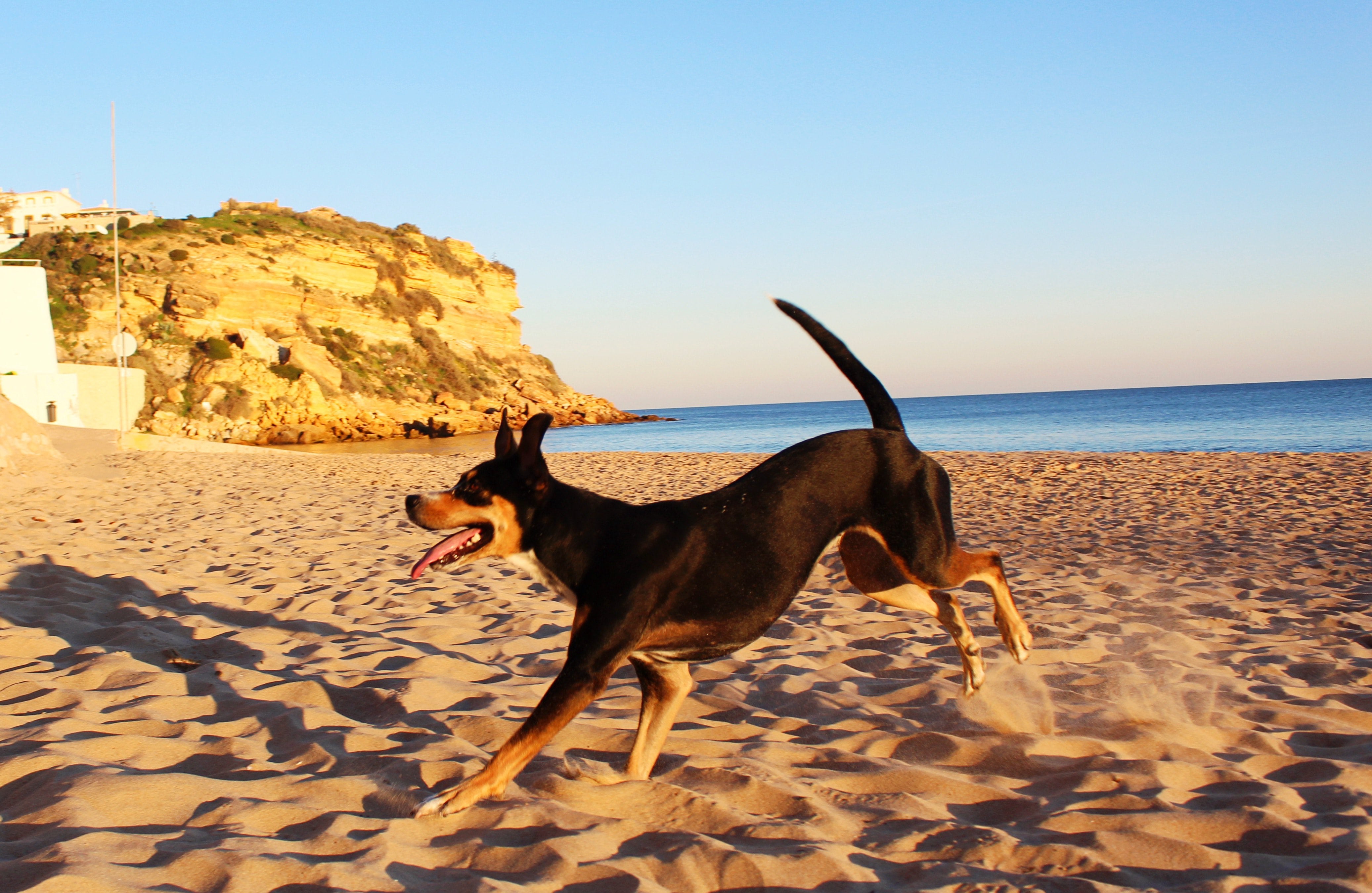 Dog - HD Wallpaper 