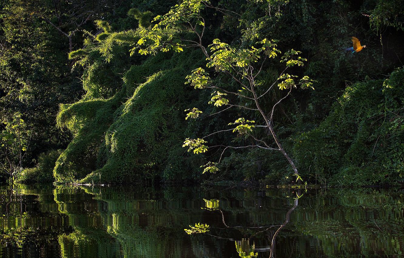 Photo Wallpaper River, Jungle, Parrot, Wildlife, Amazon - Reflection - HD Wallpaper 