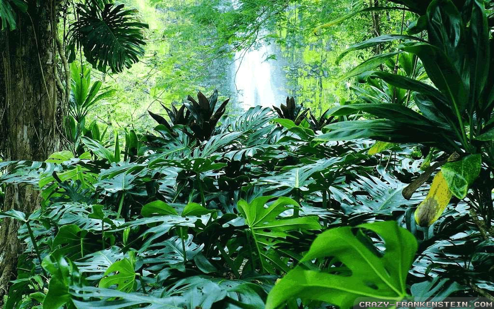 Videos 
 Data-src /w/full/2/9/a/198512 - Summer Tropical Forest - HD Wallpaper 