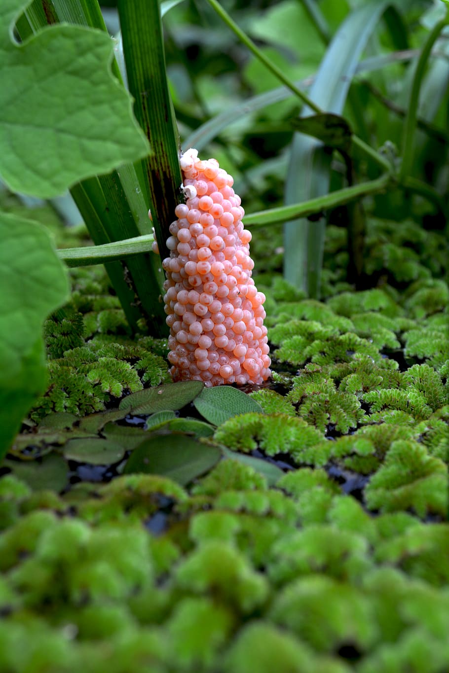 Bolivia, Rurrenabaque, Snail, Water, River, Nature, - HD Wallpaper 