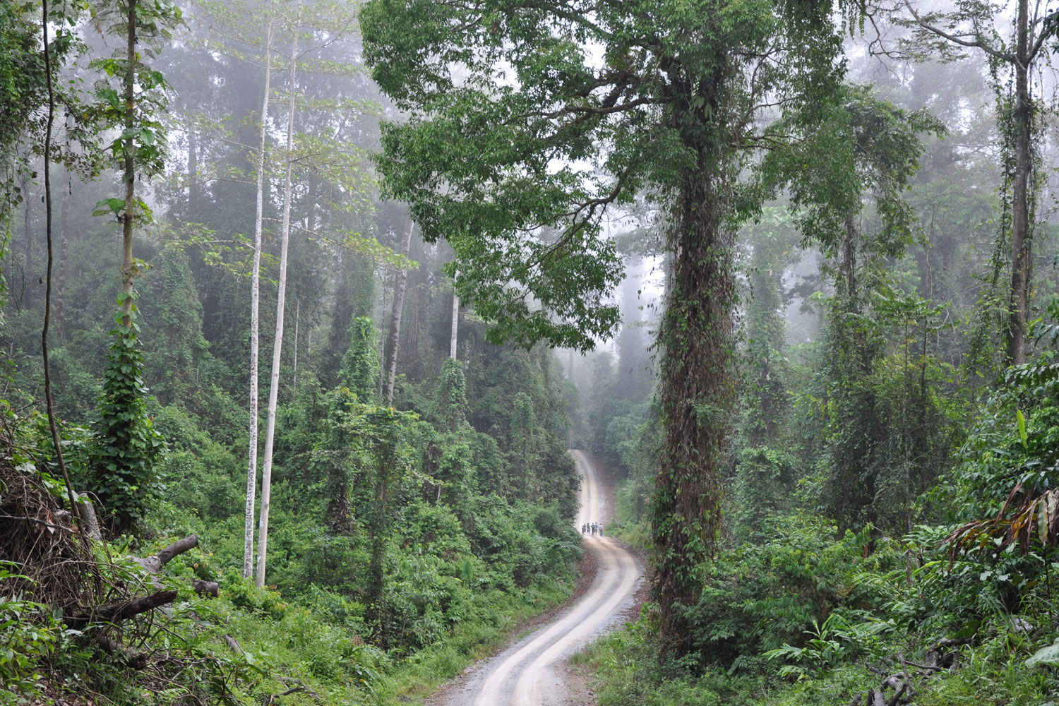 Amazon Forest - Danum Valley - HD Wallpaper 