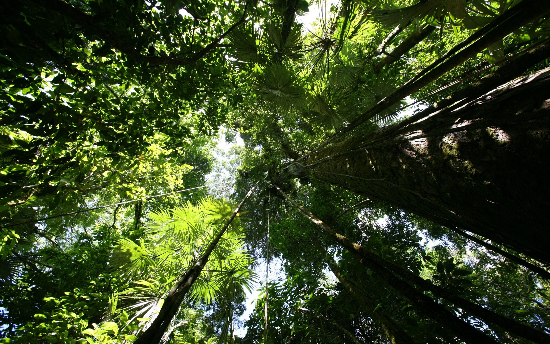 Beautiful Rainforest Wallpaper Rainforest Wallpaper - Rainforest Up View - 1920x1200 Wallpaper Beautiful Rainforest Wallpaper Rainforest Wallpaper - Rainforest Up View - 1920x1200 Wallpaper