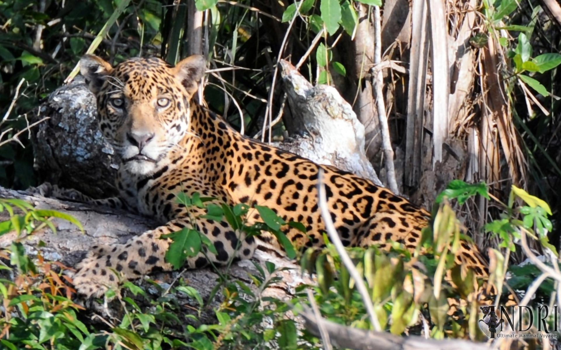 African Leopard - HD Wallpaper 