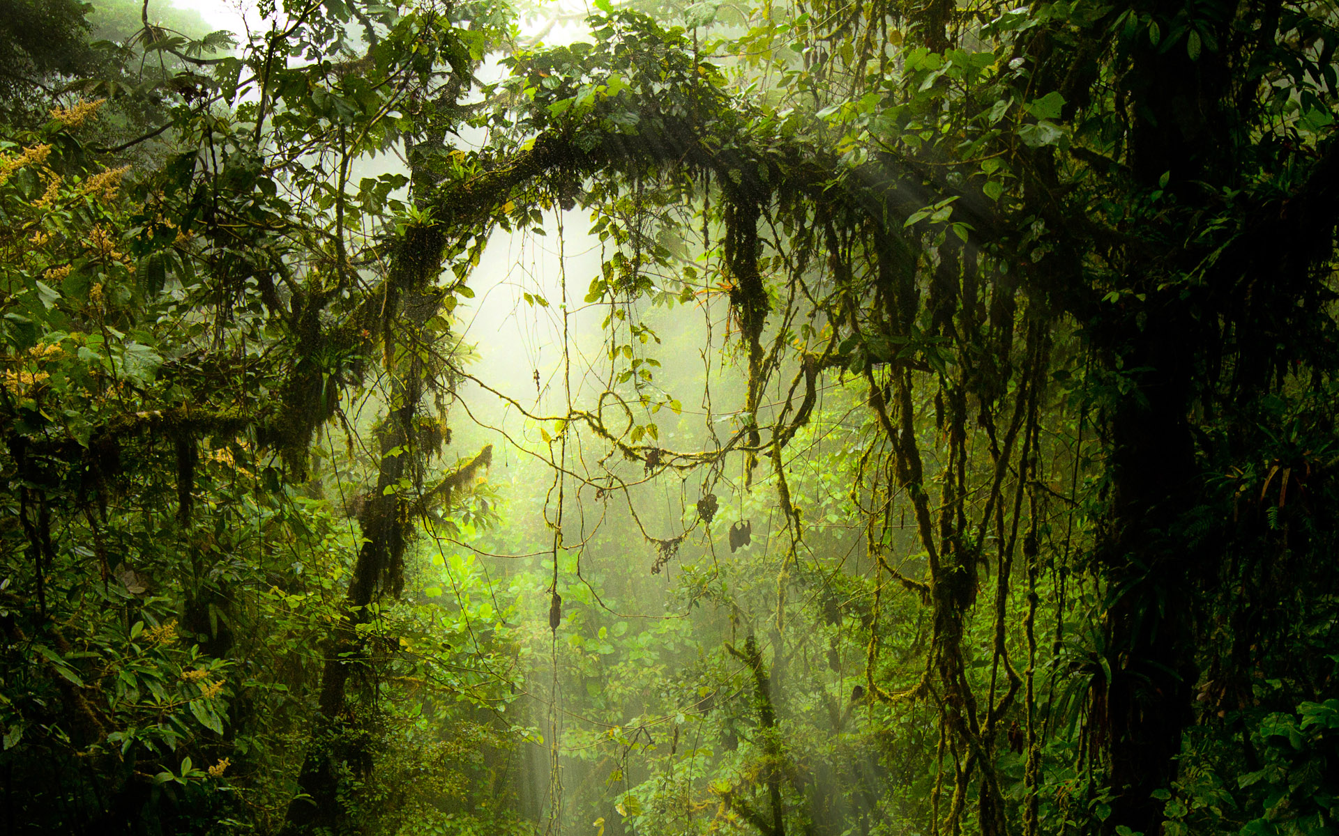 Amazon Forest Pc Wallpapers, Amazon Forest Cover - Monteverde Costa Rica - HD Wallpaper 