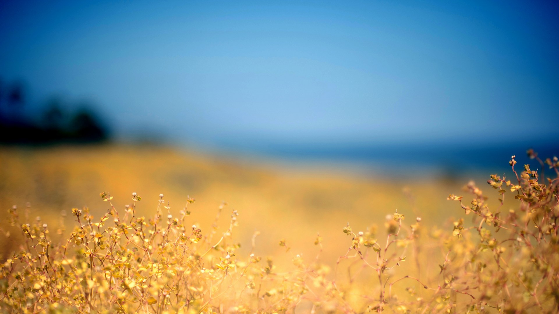 Yellow Grass Background Hd - HD Wallpaper 
