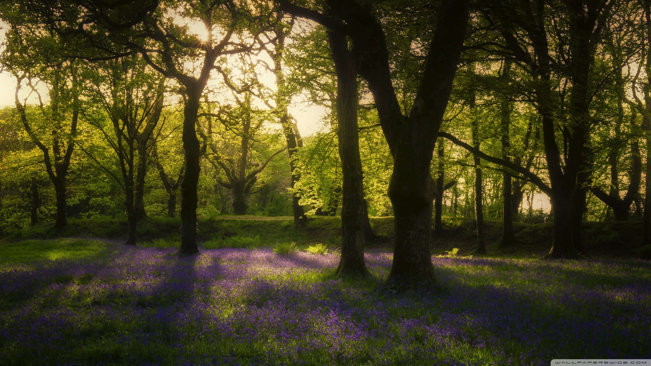 Nature Background Hd Wallpapers 4k - HD Wallpaper 