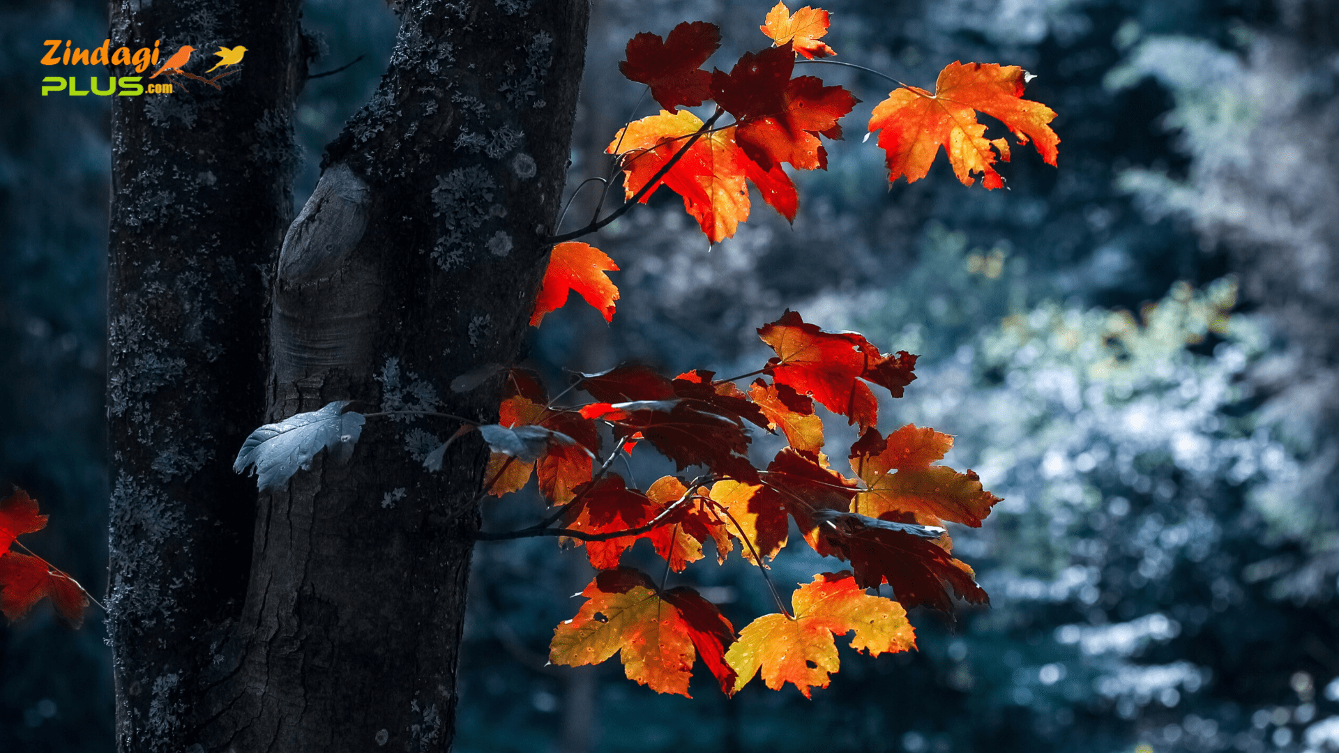 Best Nature Wallpapers Hd Free Download - Autumn Exists To Remind Us - HD Wallpaper 