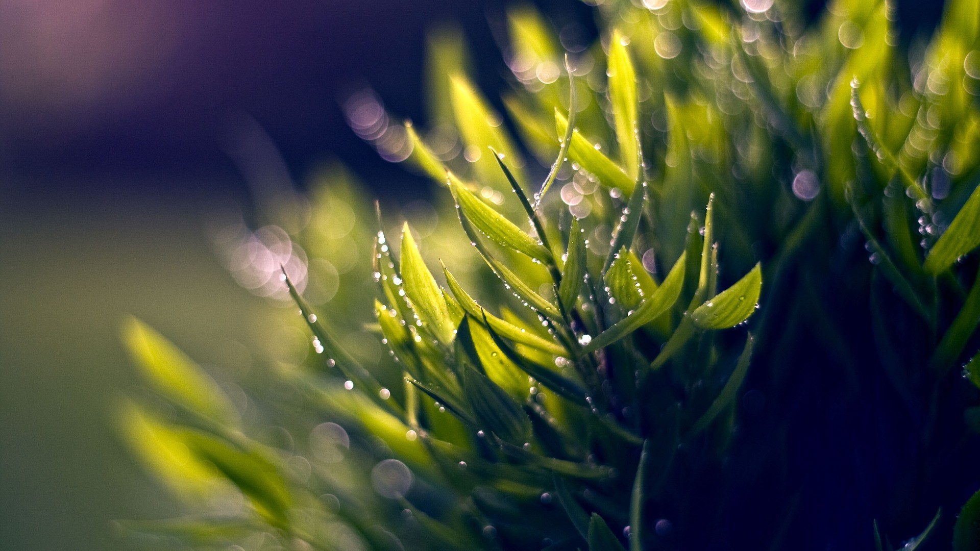 Nature Macro Hd - HD Wallpaper 