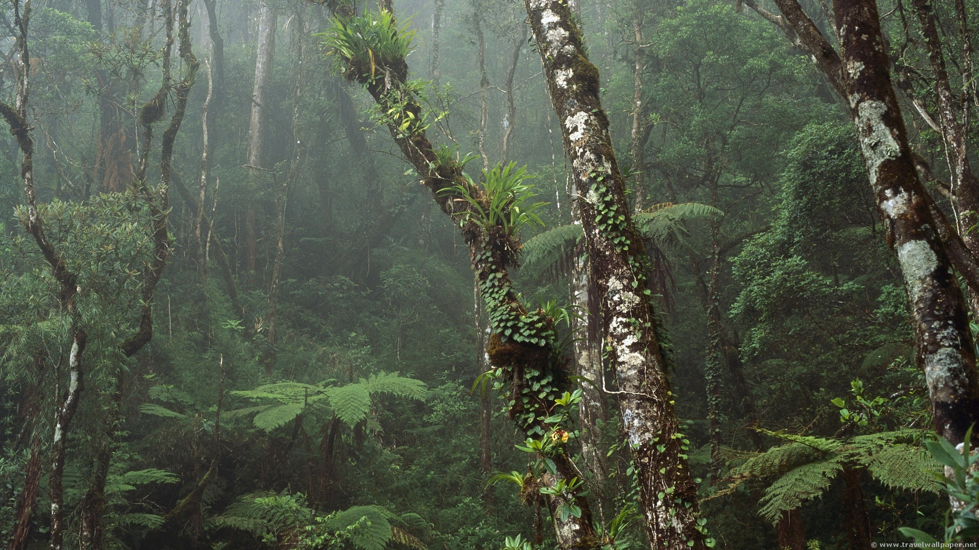 There’ll Be More ‘protected’ Forests By - Mount Kinabalu Rainforest - HD Wallpaper 