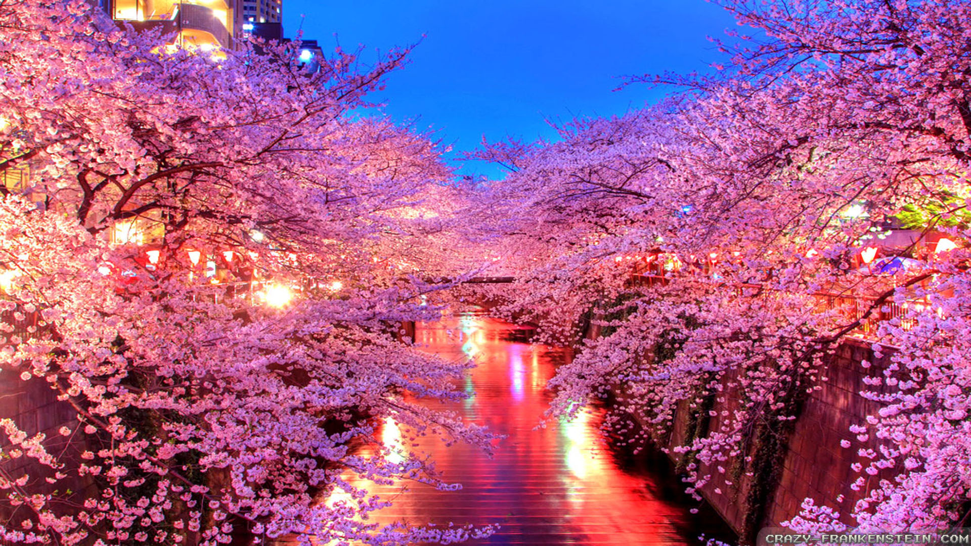 Japan Sakura Night - HD Wallpaper 
