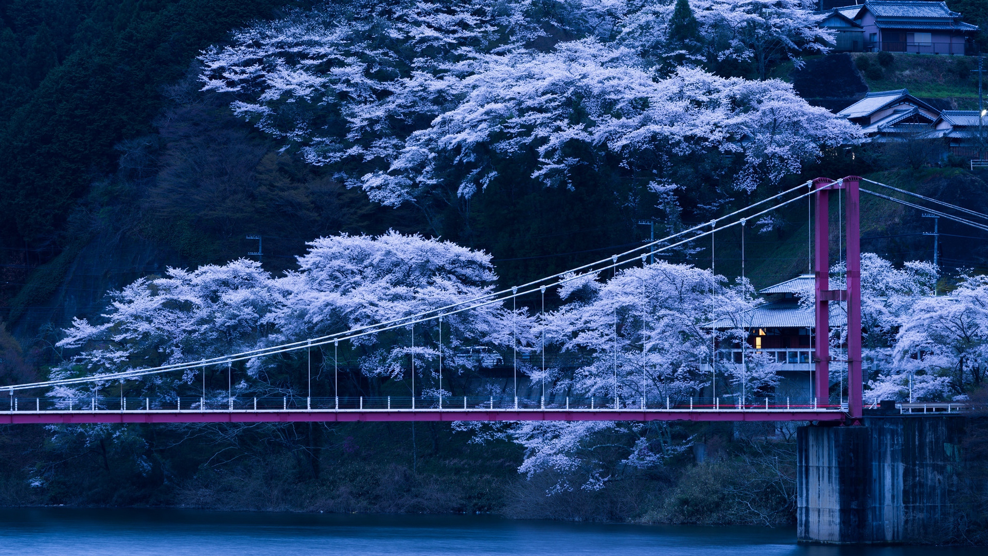 Wallpaper Japan, Bridge, Sakura, Night - Japanese Sakura Tree - HD Wallpaper 