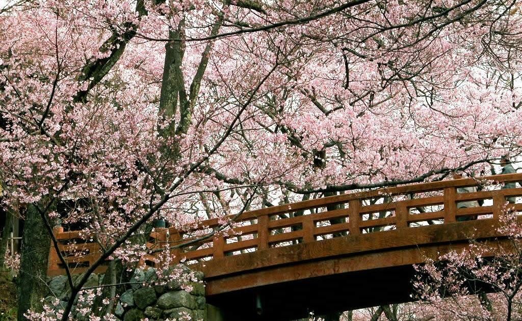 Cherry Blossom Tree With Bridge - HD Wallpaper 