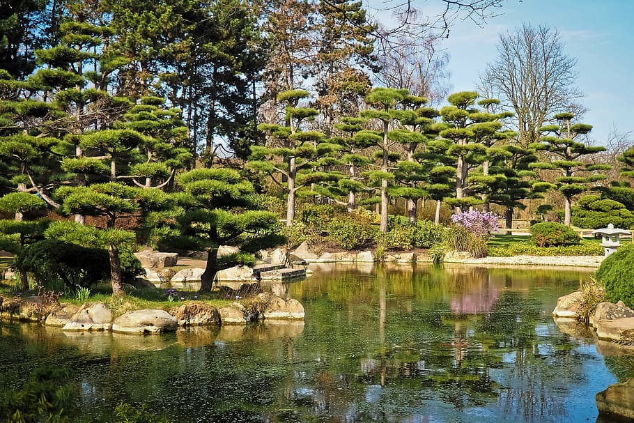 Green Trees Near The Lake, Landscape, Garden, Japanese - Peut On Faire Des Niwaki Avec Des Pin Sylvestre - HD Wallpaper 