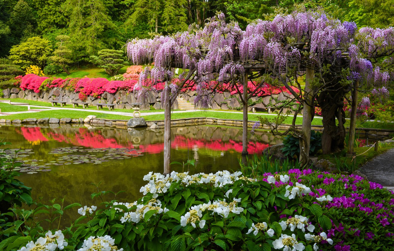 Photo Wallpaper Pond, Seattle, Japanese Garden, Hydrangea, - Seattle Japanese Garden Wisteria - HD Wallpaper 