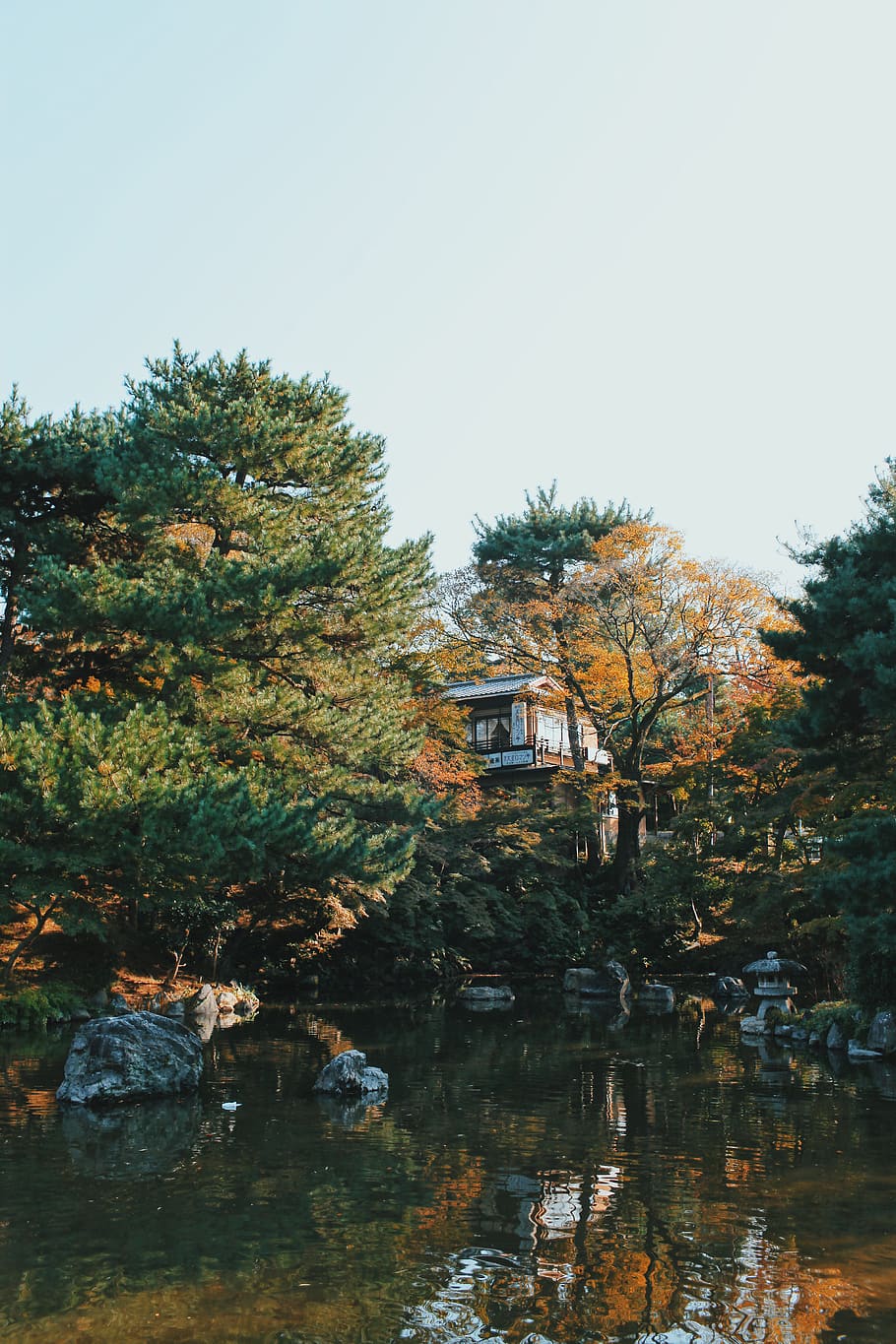 Japan, Higashiyama Ward, Maruyama Park, Autumn, Lake, - Larch - HD Wallpaper 