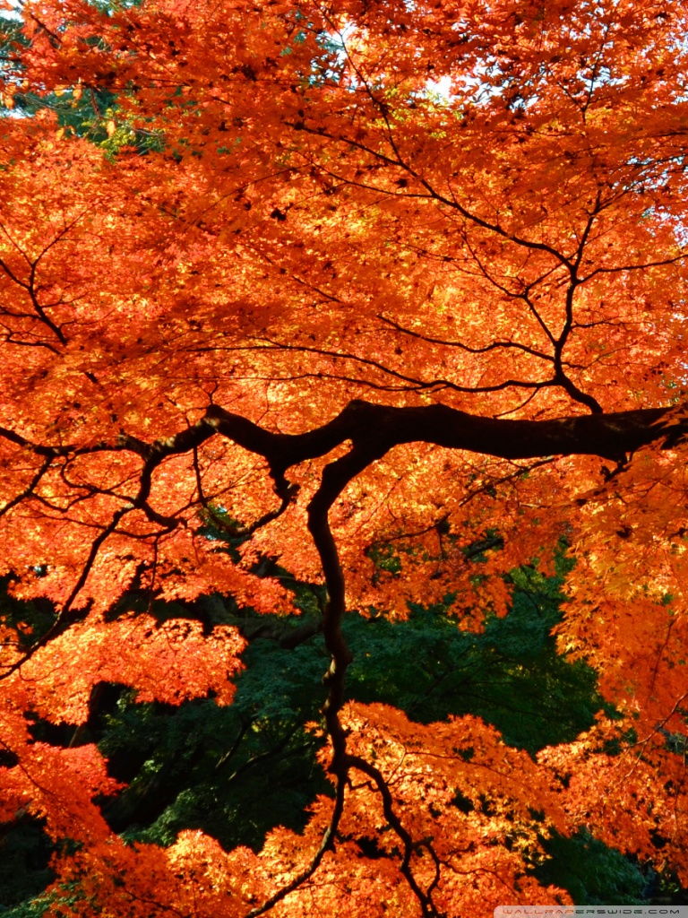 Japanese Maple Wallpaper Phone - HD Wallpaper 