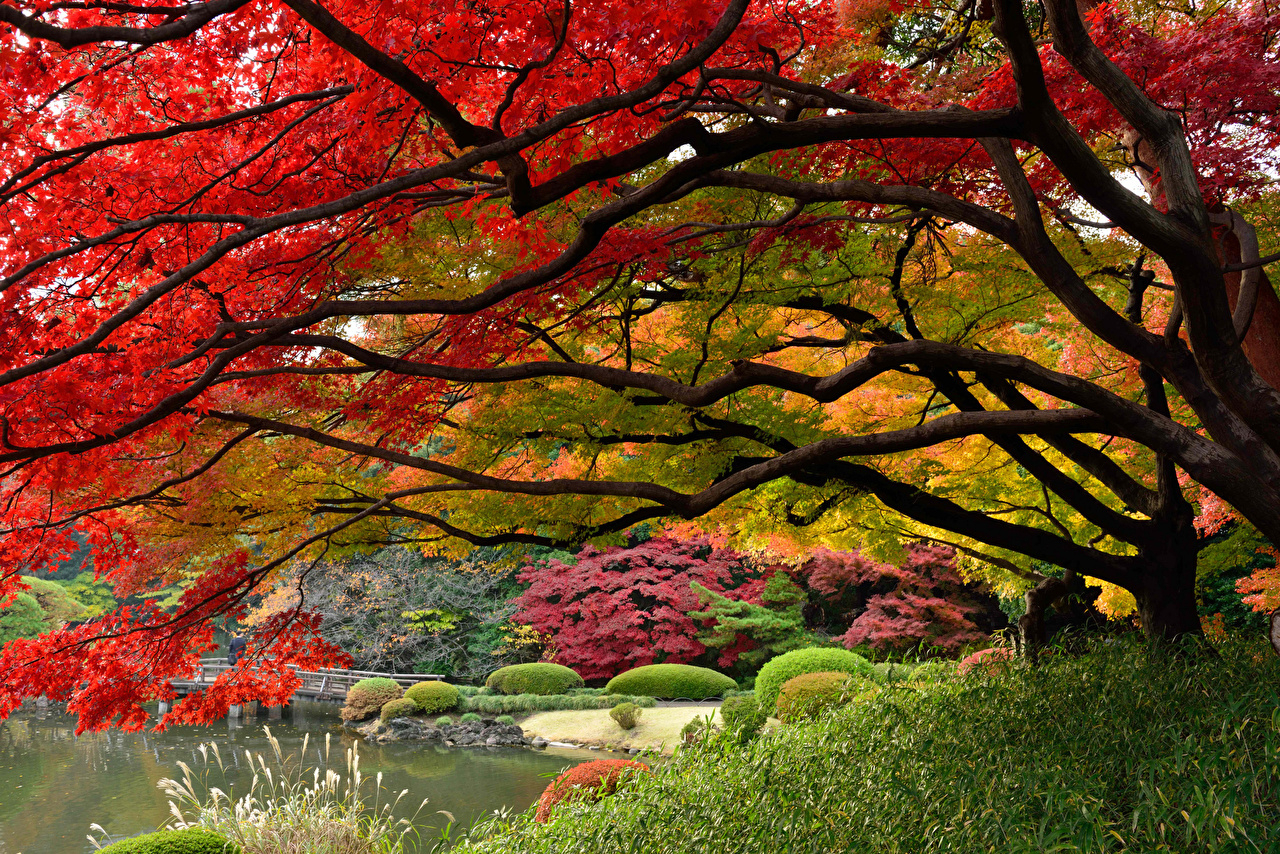 Shinjuku Park Gyoen Japan - HD Wallpaper 