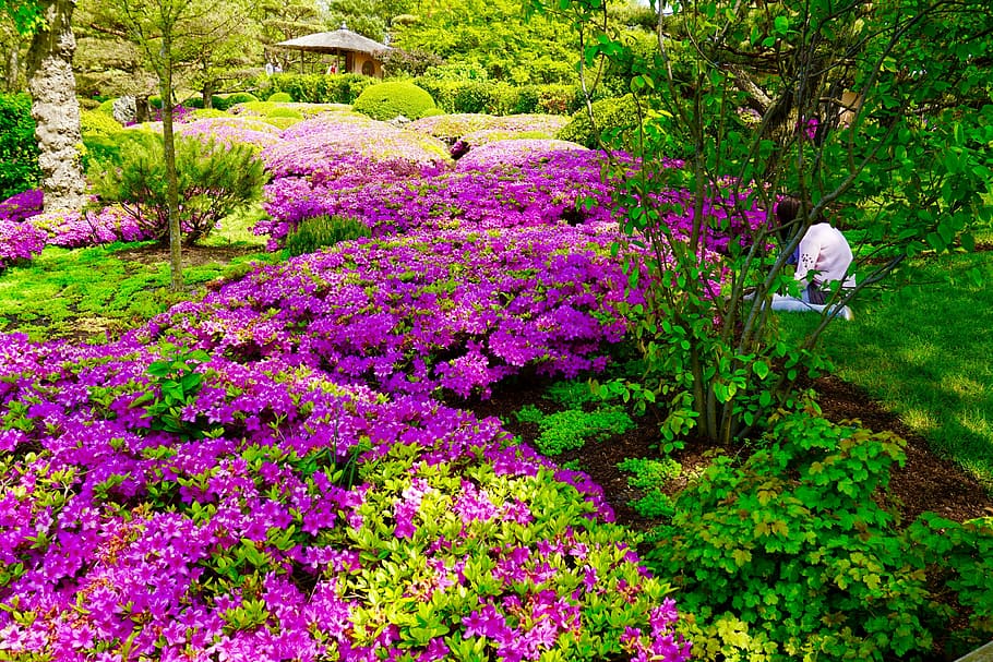 Purple And Green Leaf Garden At Daytime, Botanic Garden, - HD Wallpaper 