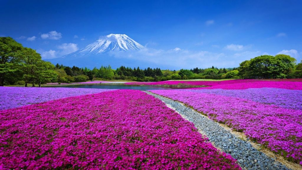 4k Nature Wallpaper Spring Japan Pic Hwb419741 - HD Wallpaper 