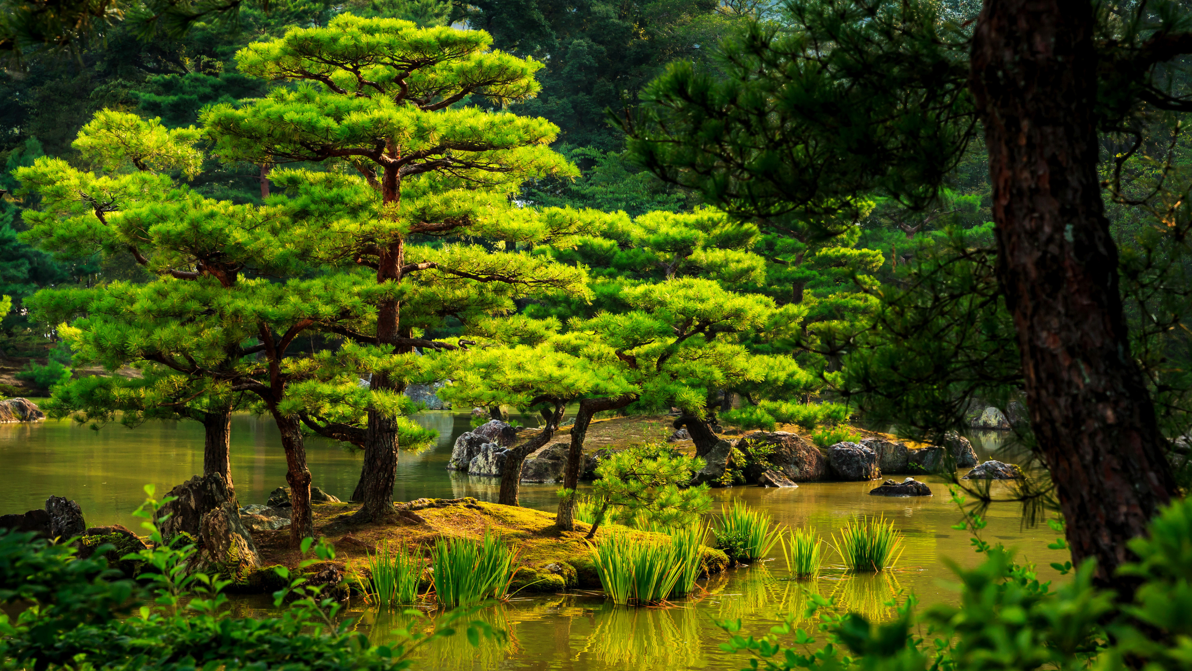 Water, Nature Reserve, Botanical Garden, Japanese Garden, - 4k Wallpaper Base Japan - HD Wallpaper 