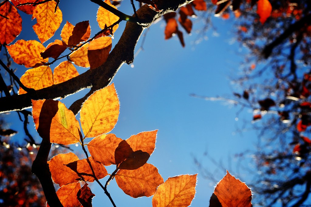 Autumn - HD Wallpaper 