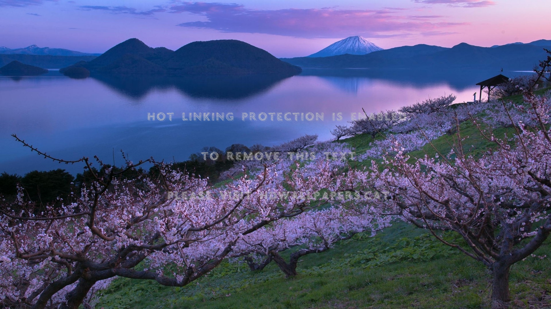 Lake Garden Sakura Japan Nature - Televista Tv Remote Price - HD Wallpaper 