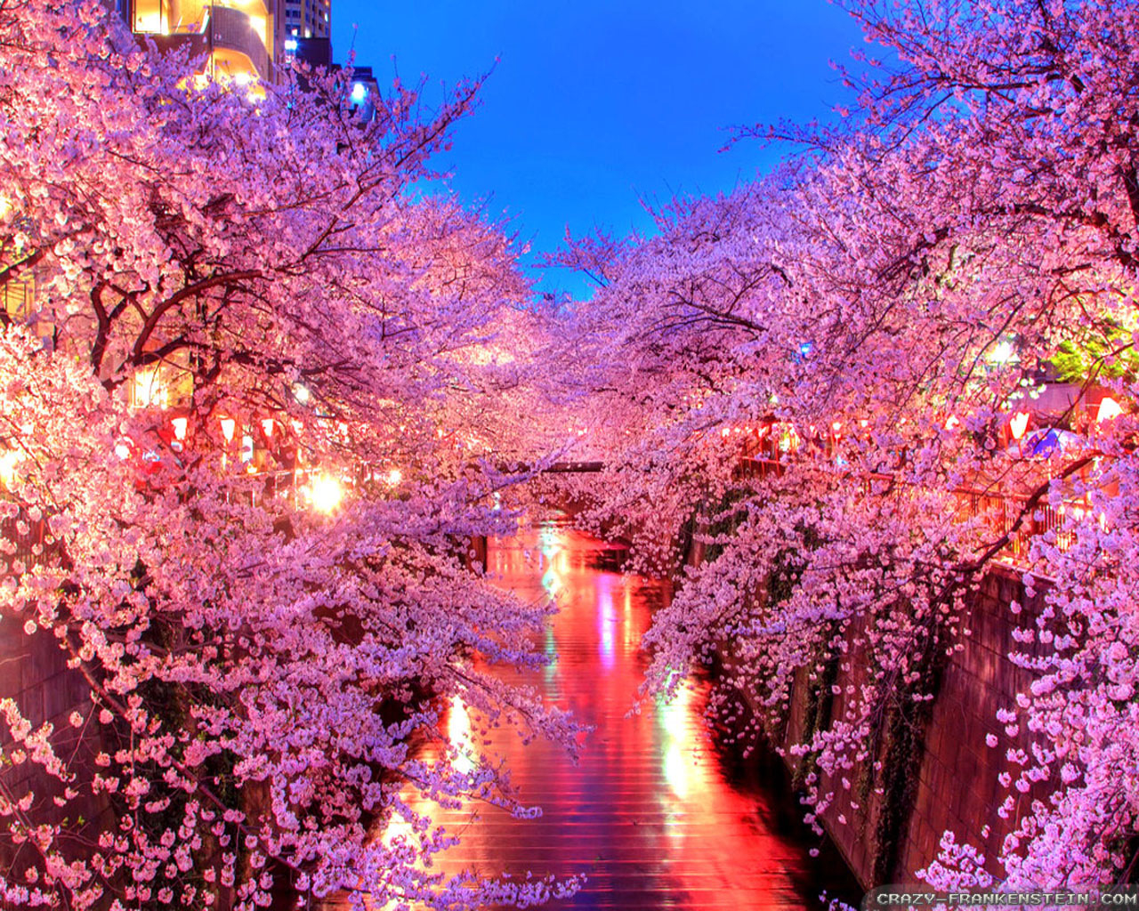 Japanese Sakura At Night - Japan Sakura Night - HD Wallpaper 