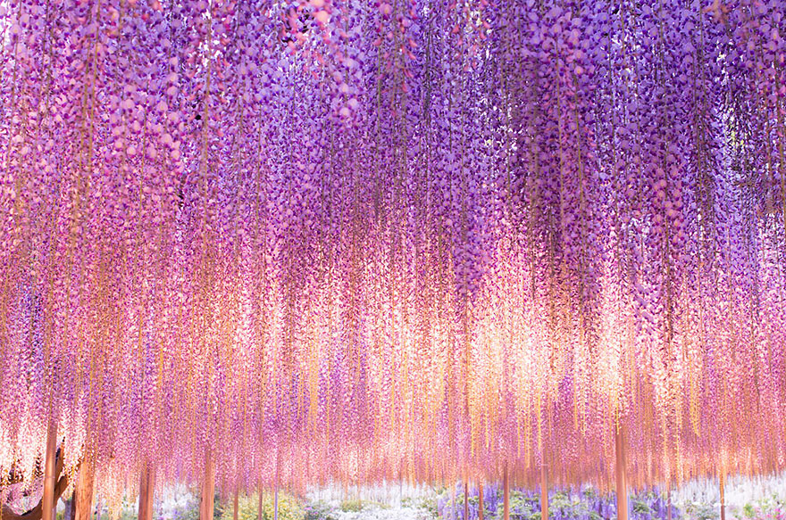 Wisteria Pink And Purple - HD Wallpaper 