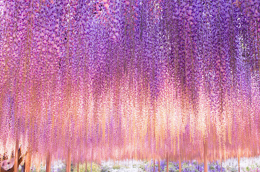 Wisteria Pink And Purple - HD Wallpaper 
