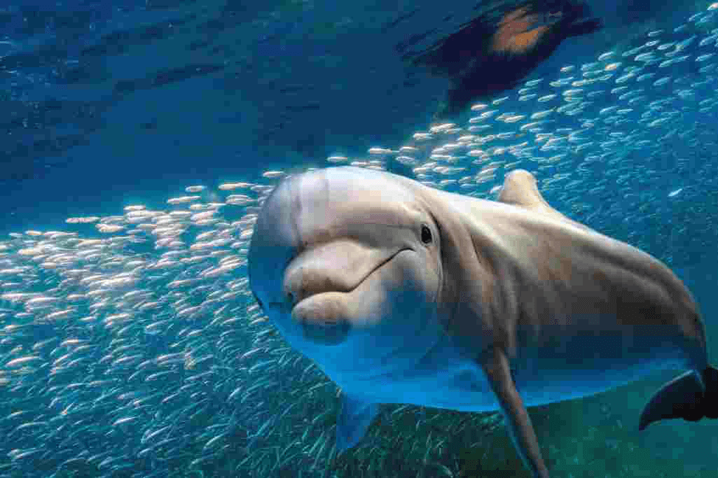 Long Can Dolphins Hold Their Breath - 1025x683 Wallpaper - teahub.io