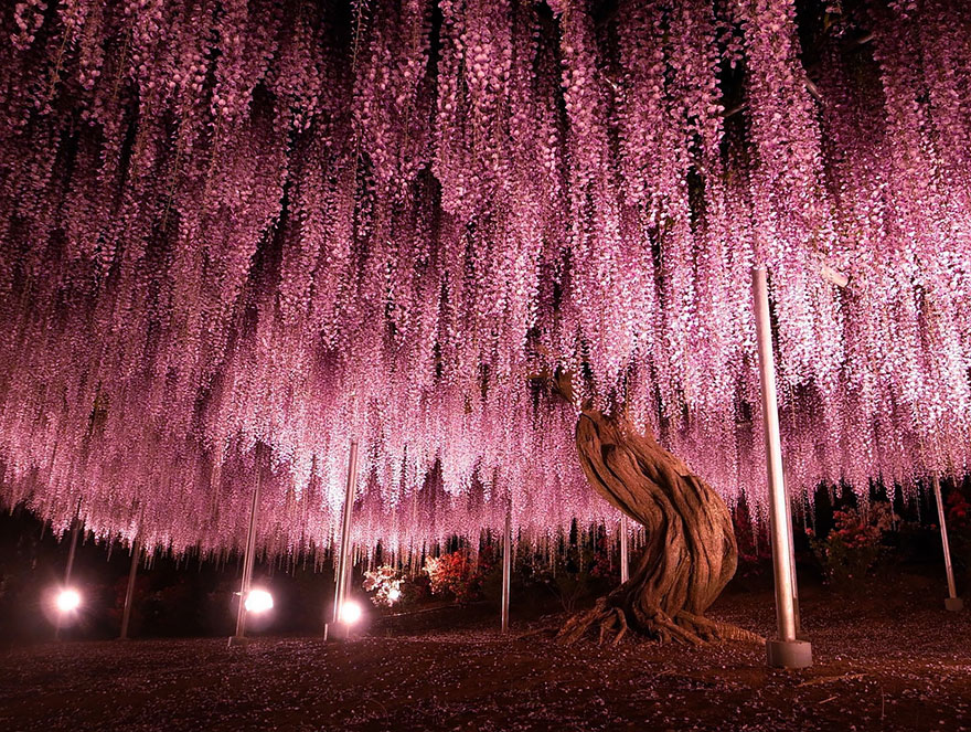 Oldest Wisteria Tree Ashikaga Japan - Prettiest Trees - HD Wallpaper 