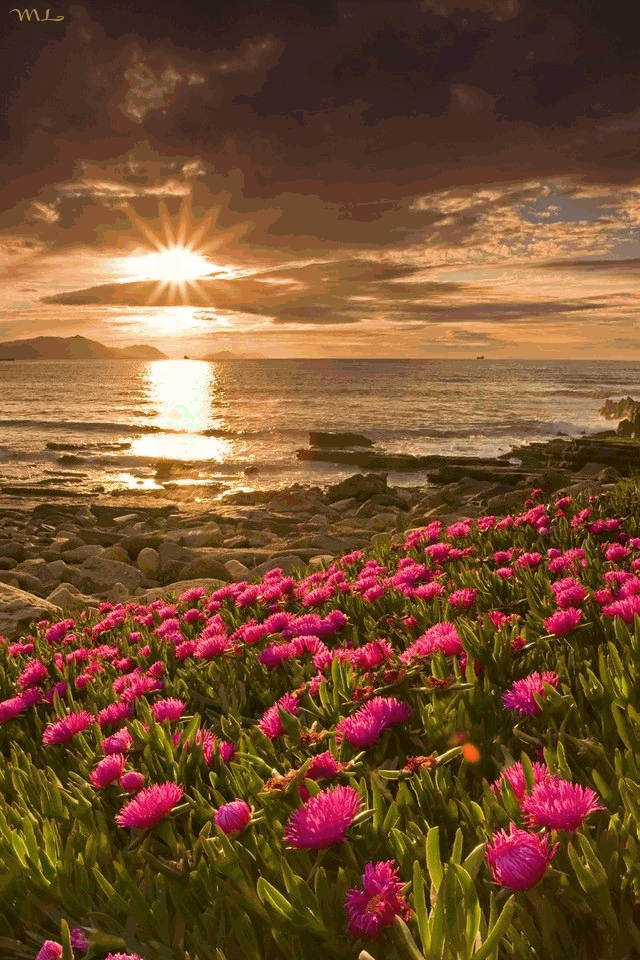 Ocean Flower Wallpaper Iphone - HD Wallpaper 