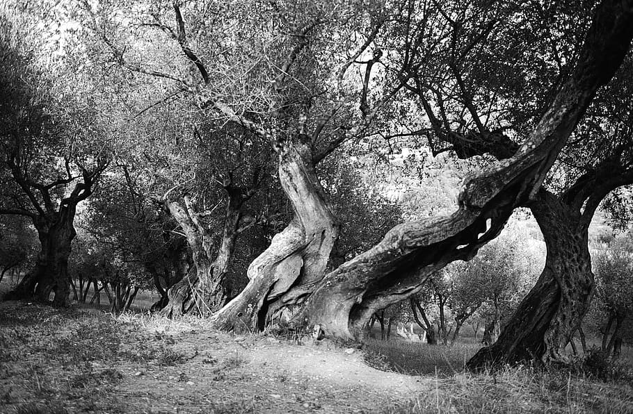 Italy, Assisi, Personality, Animated, Umbria, White, - Monochrome - HD Wallpaper 