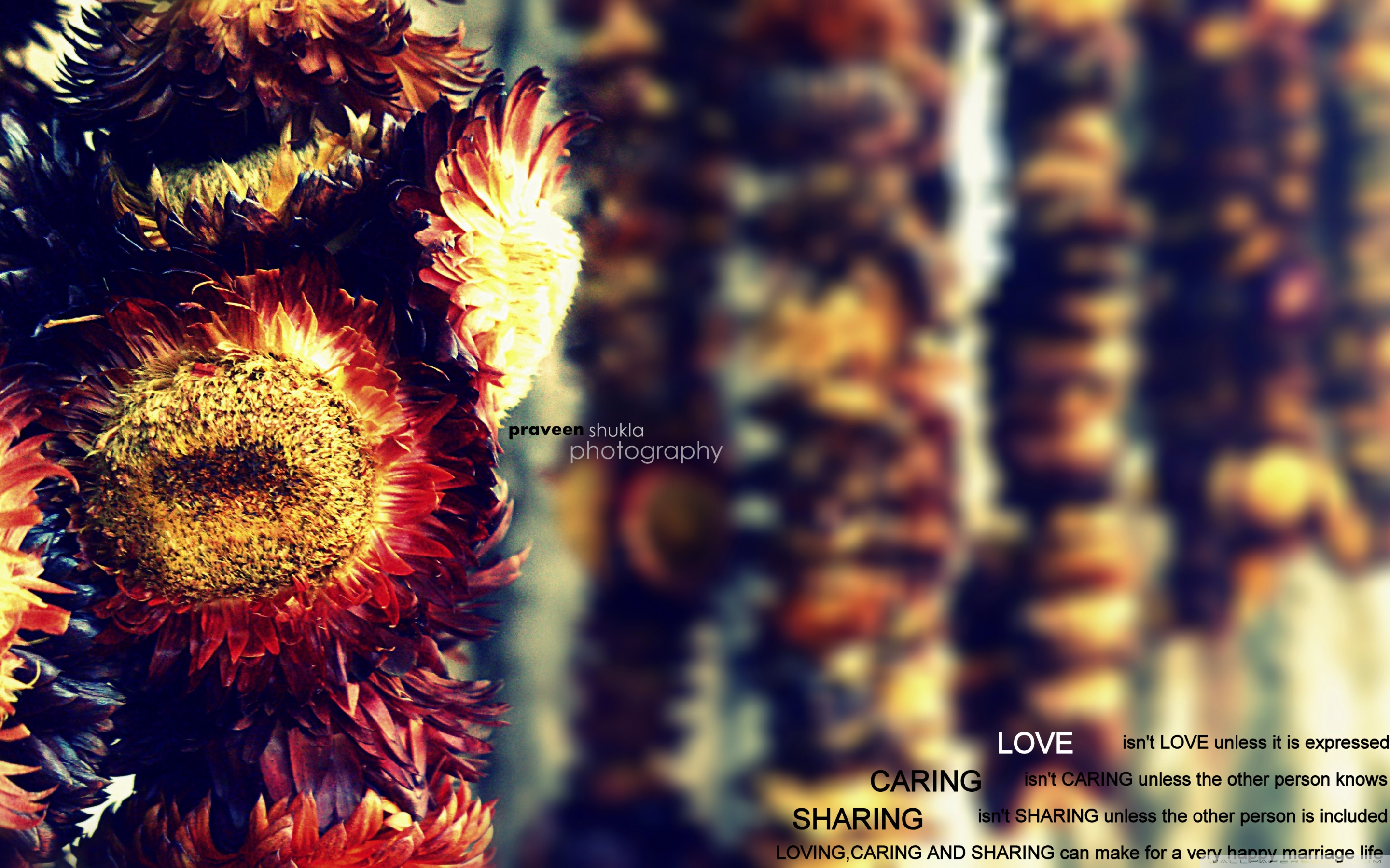 Sunflower - HD Wallpaper 