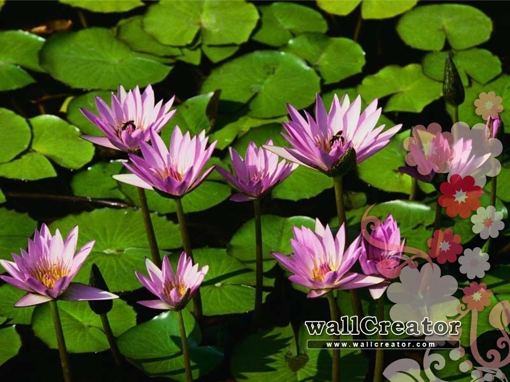 Fake Relationships And Fake People Coming Up To Me - My Picture Windows Xp Water Lilies - HD Wallpaper 