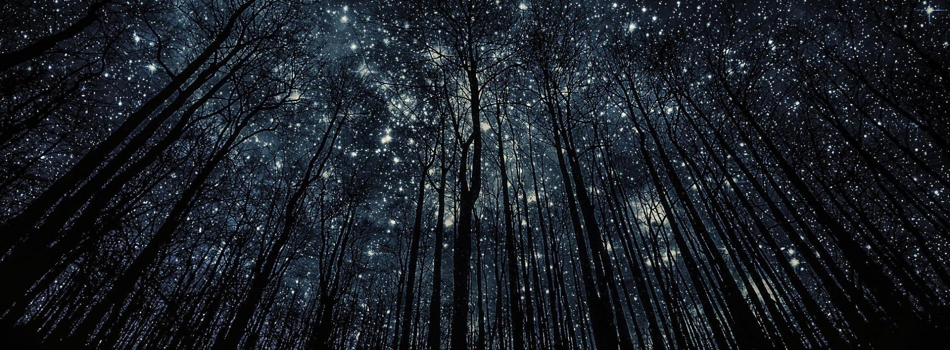 Best Hd Android Wallpaper And Qhd Android Wallpaper - 어두운 숲 - HD Wallpaper 