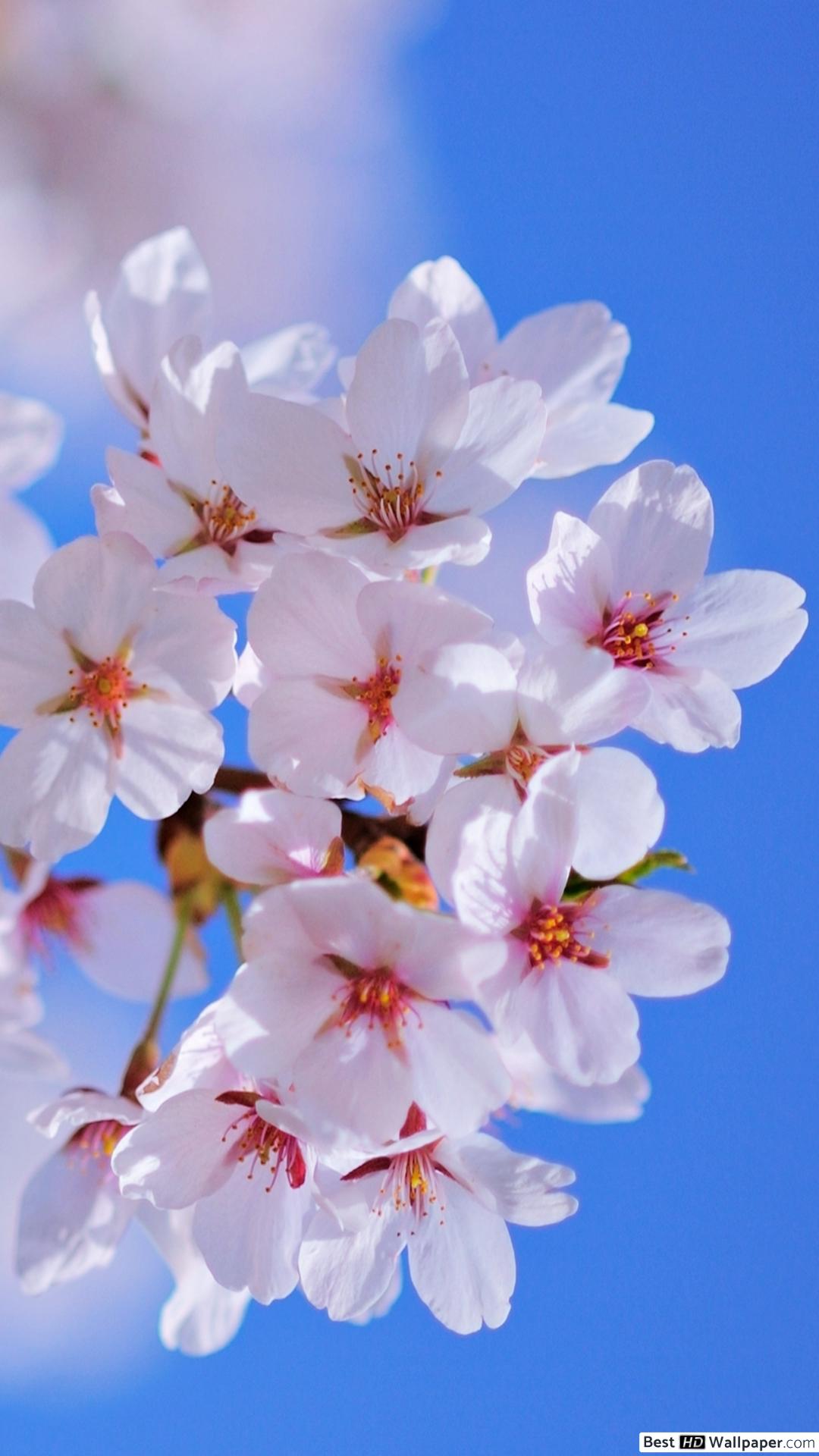 High Definition Wallpaper Springtime - 1080x1920 Wallpaper - teahub.io