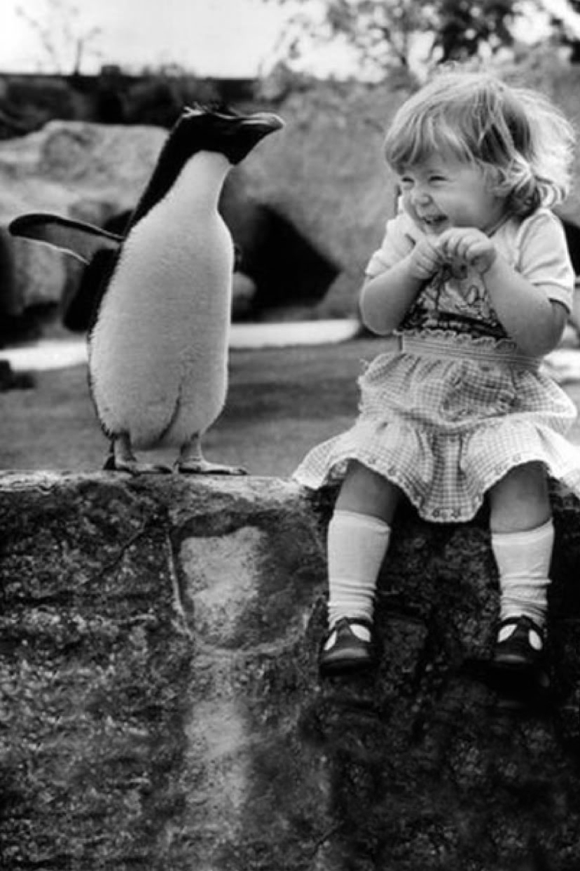 Cute Girl And Penguin Android Wallpaper - Old Zoos - HD Wallpaper 