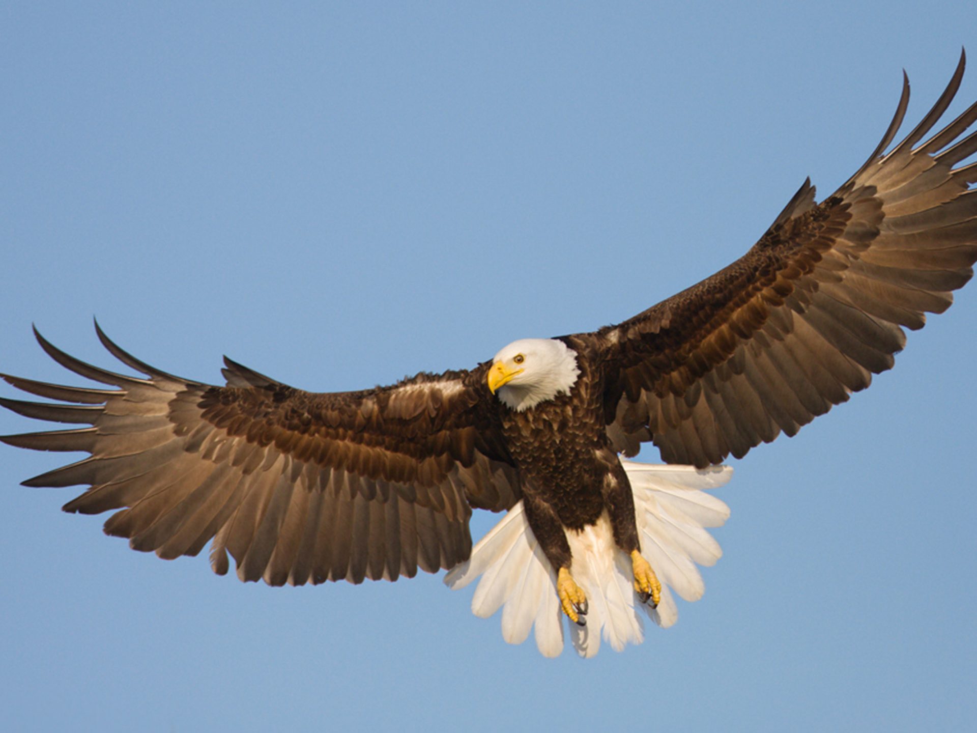 Birds Eagle - HD Wallpaper 