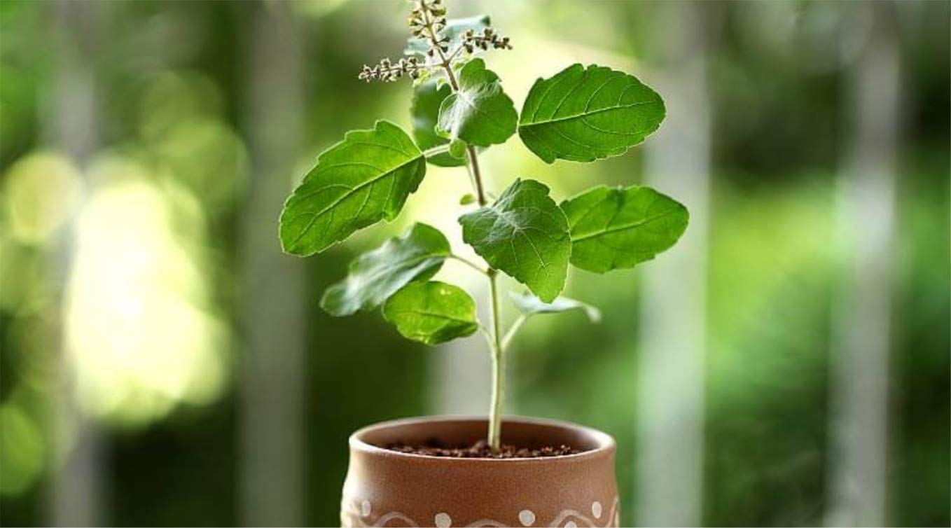 Tulsi Plant - HD Wallpaper 