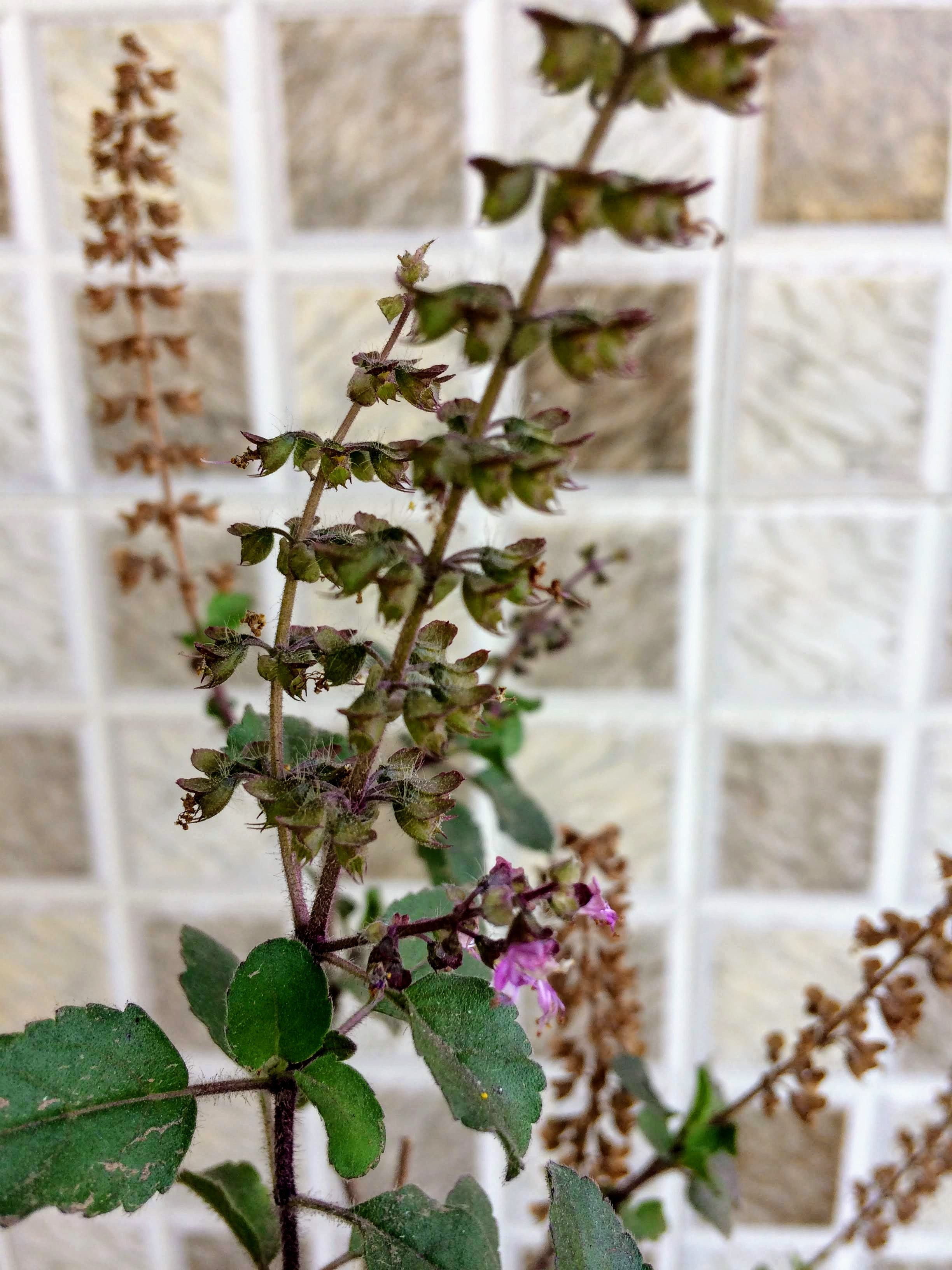 Houseplant - HD Wallpaper 