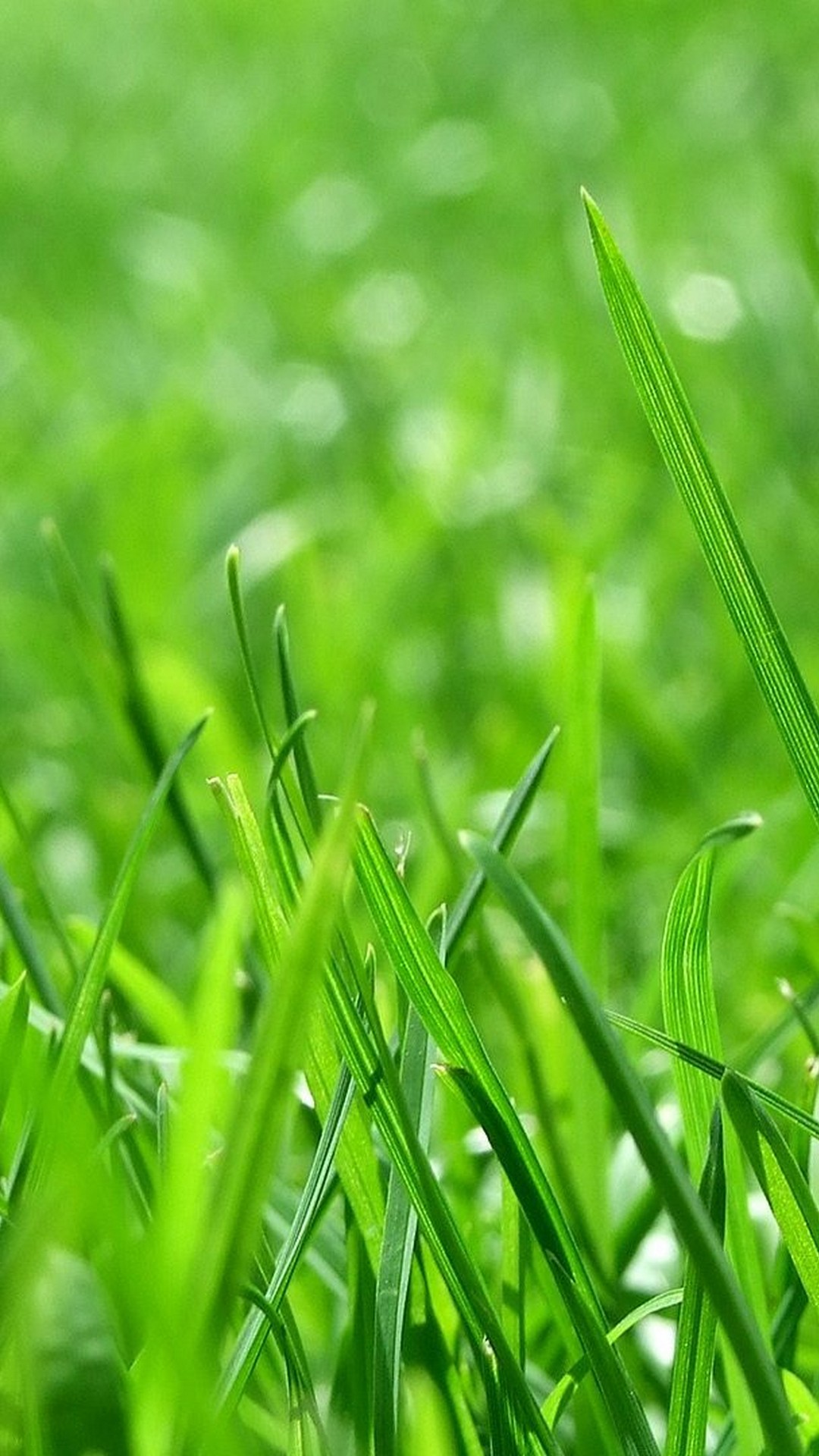 Android Wallpaper Nature Green With Image Resolution - Nature Green Wallpaper Hd For Android - HD Wallpaper 