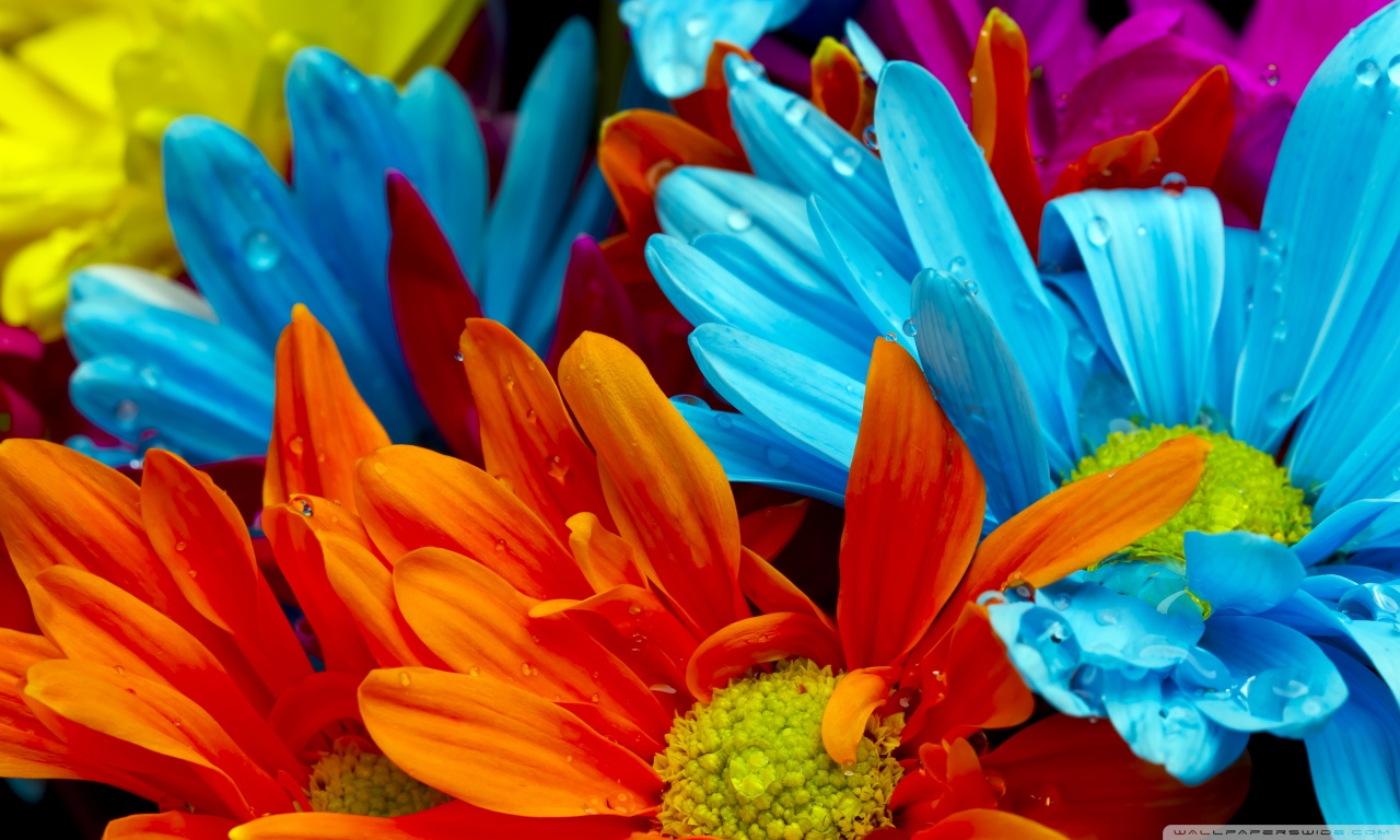 Colorful Flowers Wallpaper Hd - HD Wallpaper 