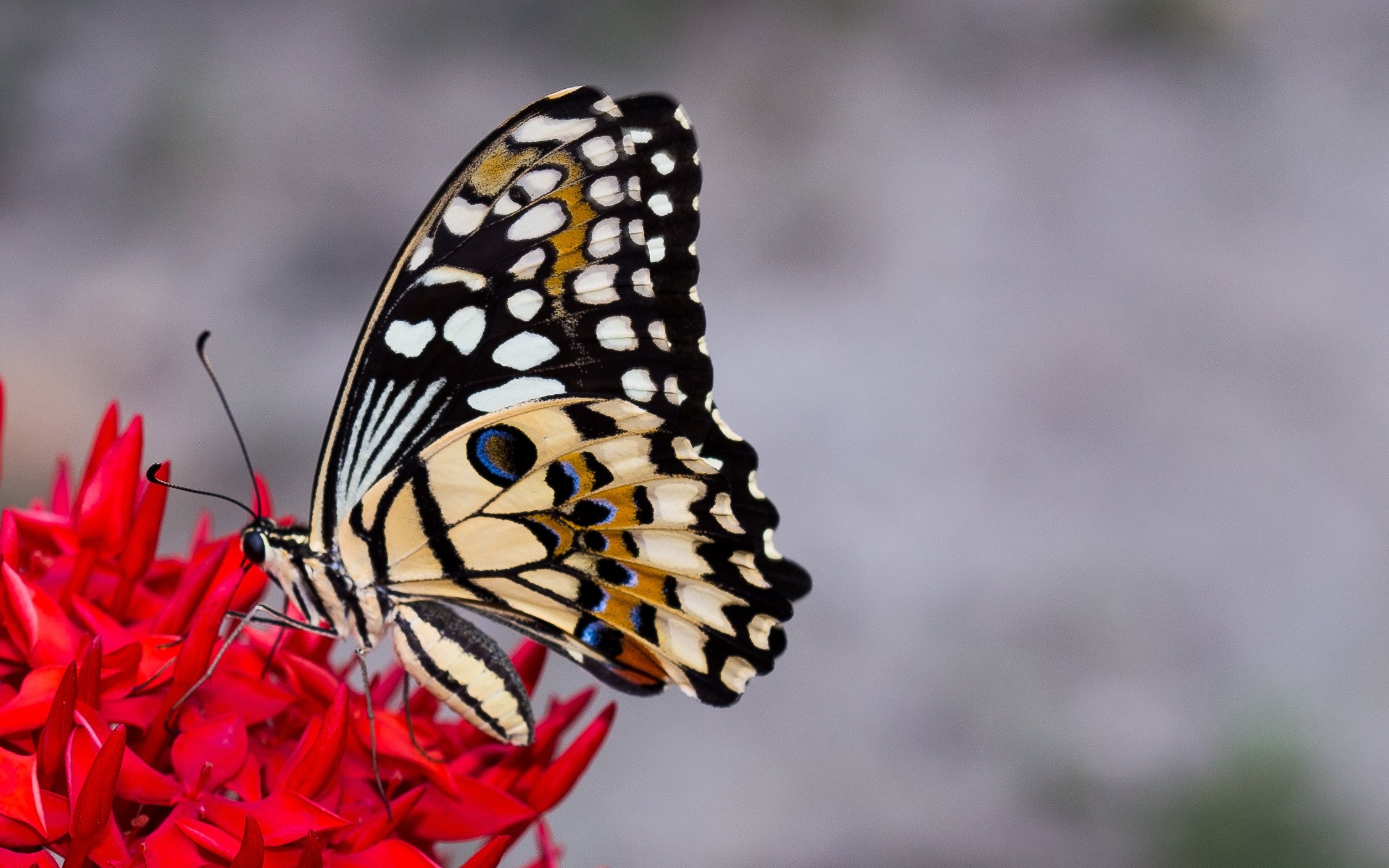 High Resolution Photo Butterfly - HD Wallpaper 
