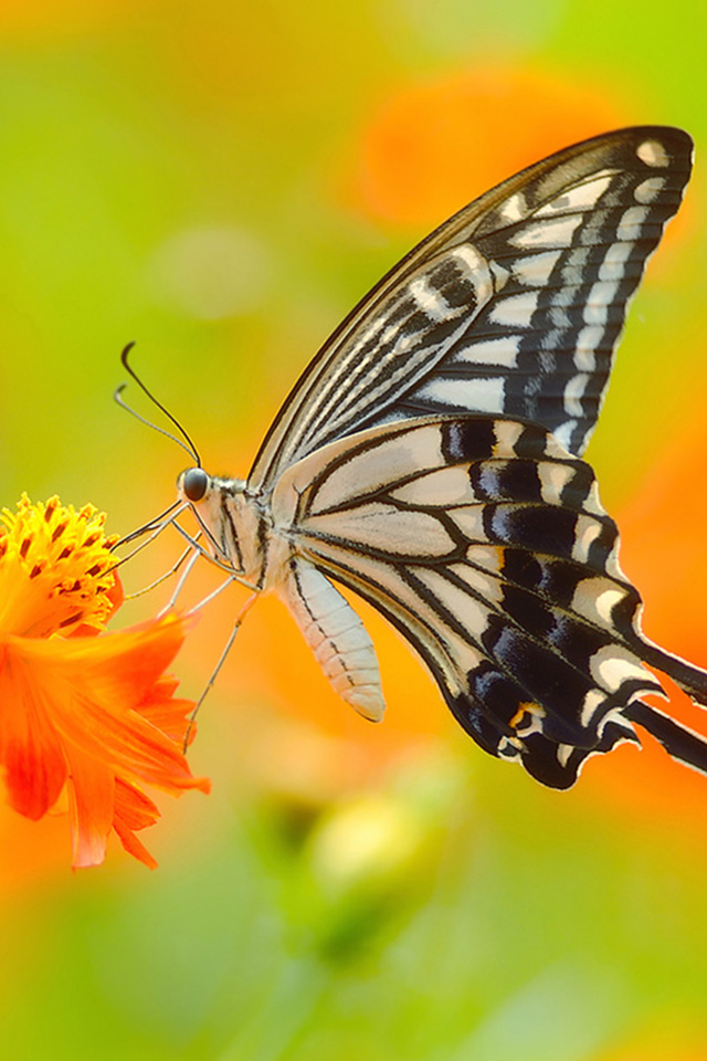 Simply Butterfly Wallpaper - Full Hd Pic Butterfly - HD Wallpaper 