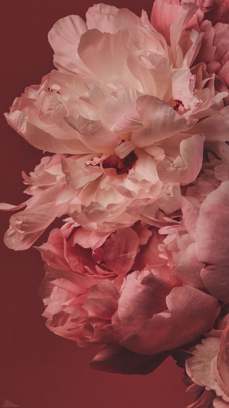 Пионы Обои На Телефон - 750x1333 Wallpaper - teahub.io