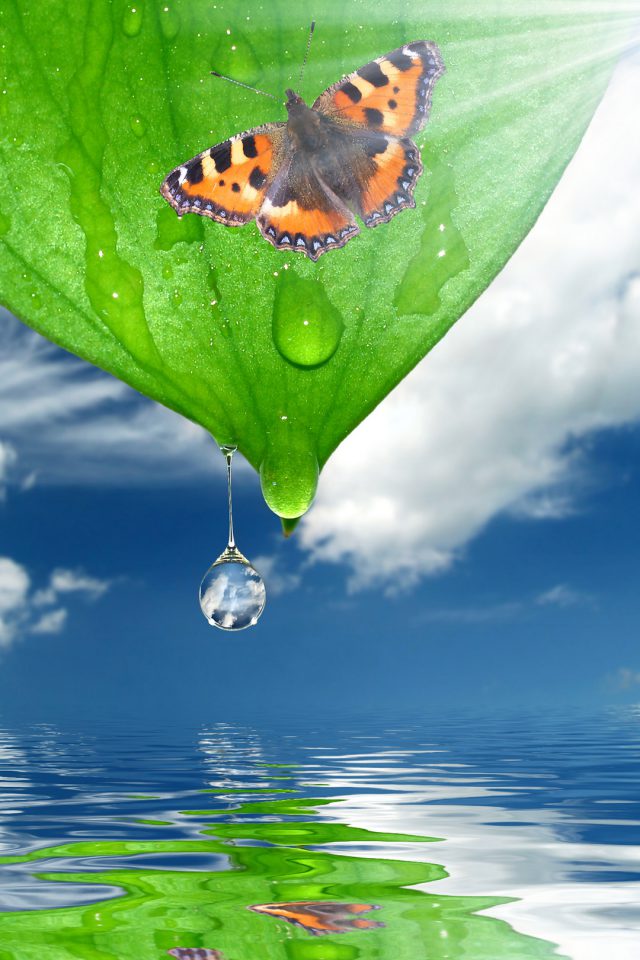 Sunshine Green Leaf Butterfly Iphone Wallpaper - Butterfly - HD Wallpaper 