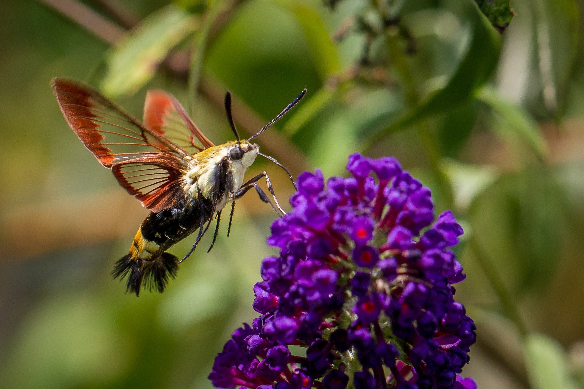 Swallowtail Butterfly - HD Wallpaper 